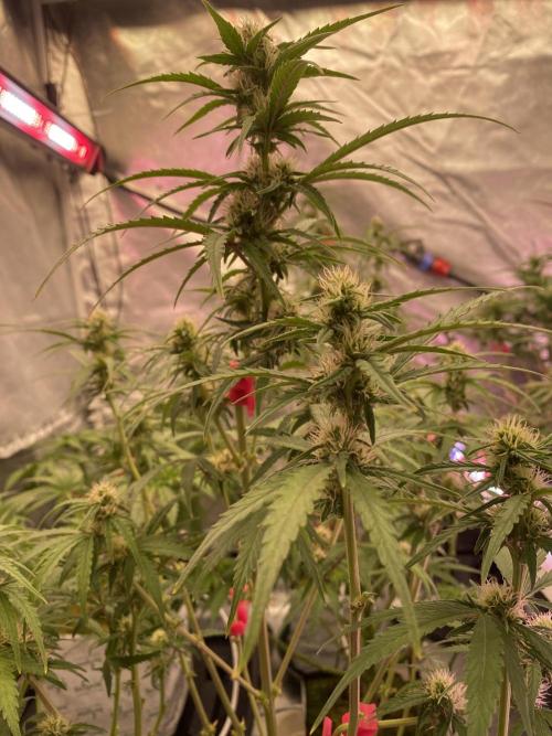 New Strain v3. Week 7