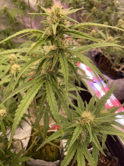 New Strain v3. Week 7