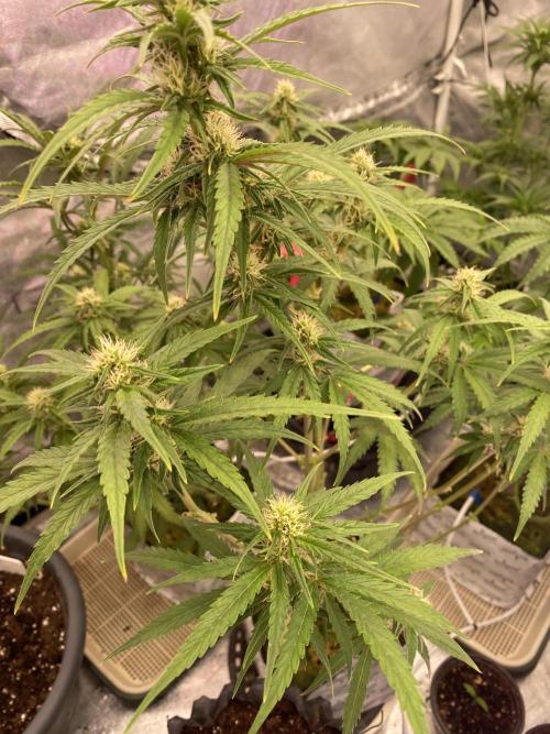 New Strain v3. Week 7