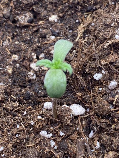 Frostys Freak goes Purple. Week 1 - Day 4