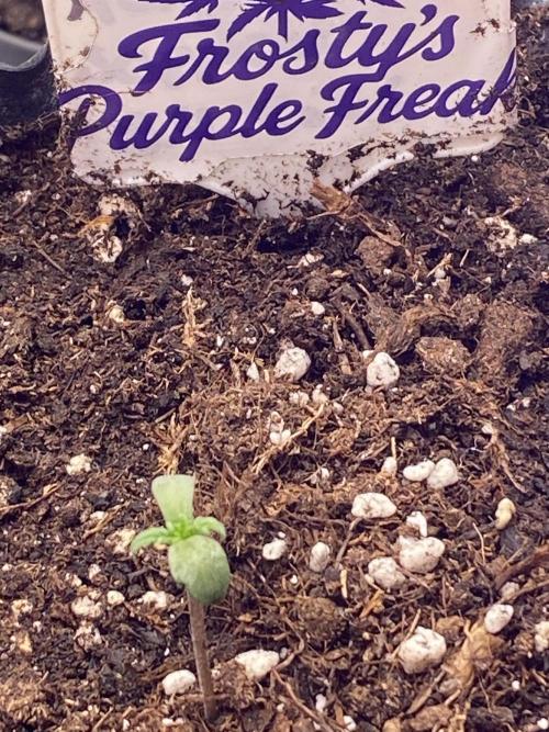 Frostys Freak goes Purple. Week 1 - Day 4