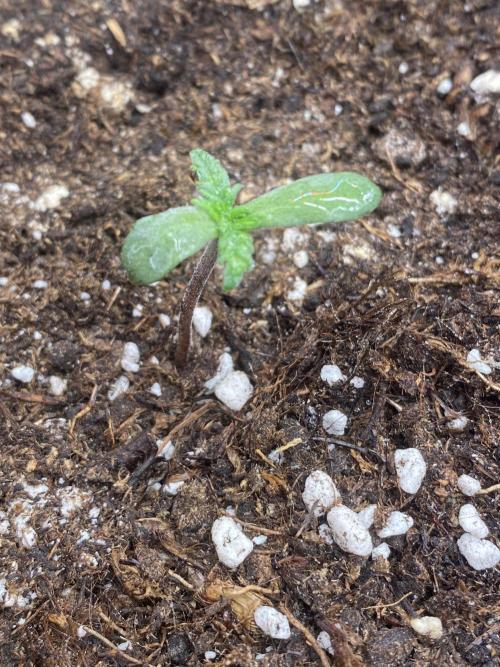 Frostys Freak goes Purple. Week 1 - Day 5