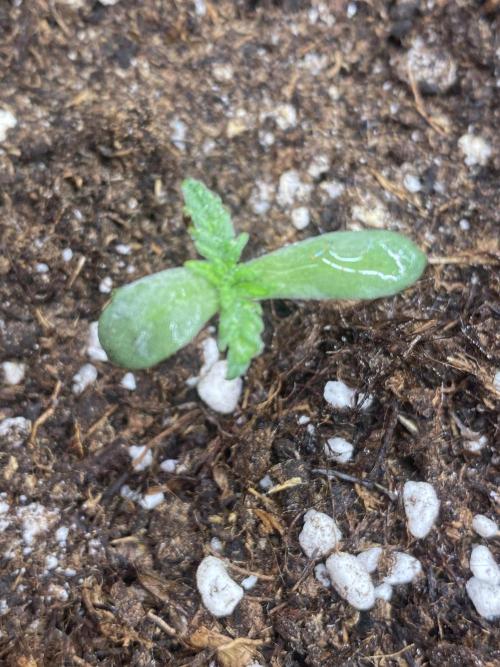 Frostys Freak goes Purple. Week 1 - Day 5