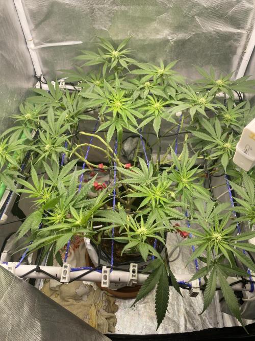 HFCS test run 5. Week 11