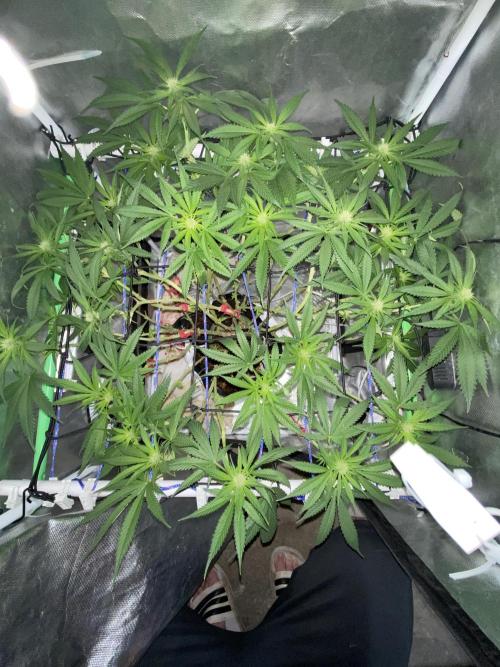 HFCS test run 5. Week 11