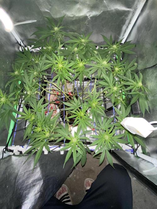 HFCS test run 5. Week 11