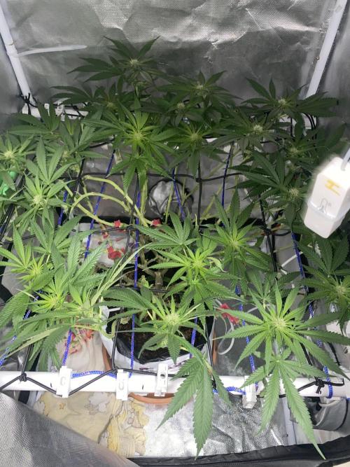 HFCS test run 5. Week 11