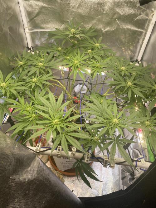 HFCS test run 5. Week 12