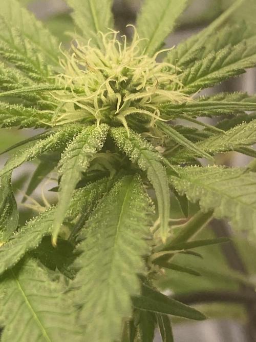 HFCS test run 5. Week 12