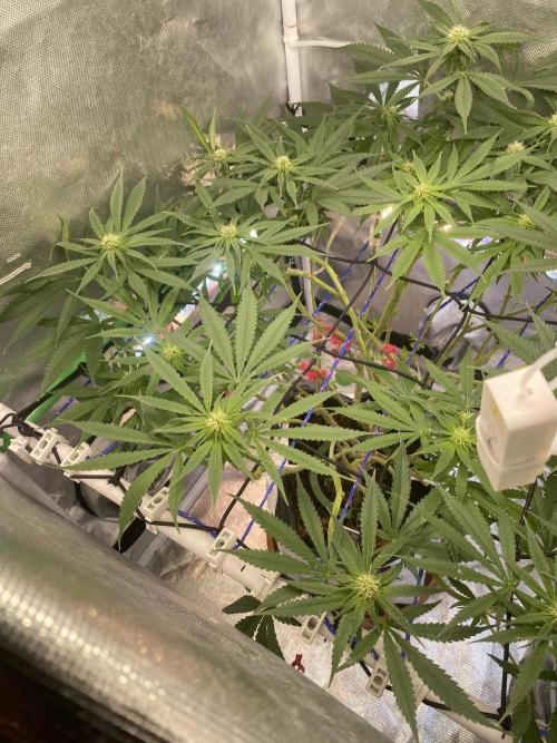 HFCS test run 5. Week 12