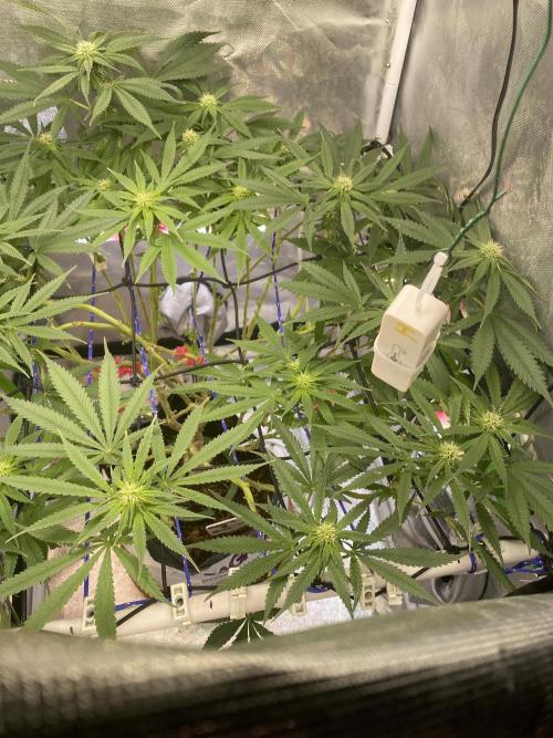 HFCS test run 5. Week 12