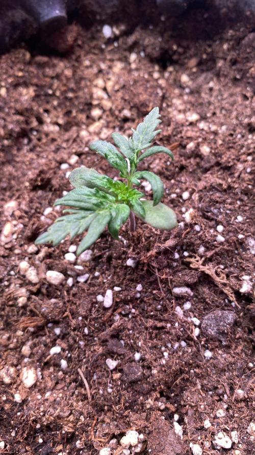Frostys Freak goes Purple. Week 2