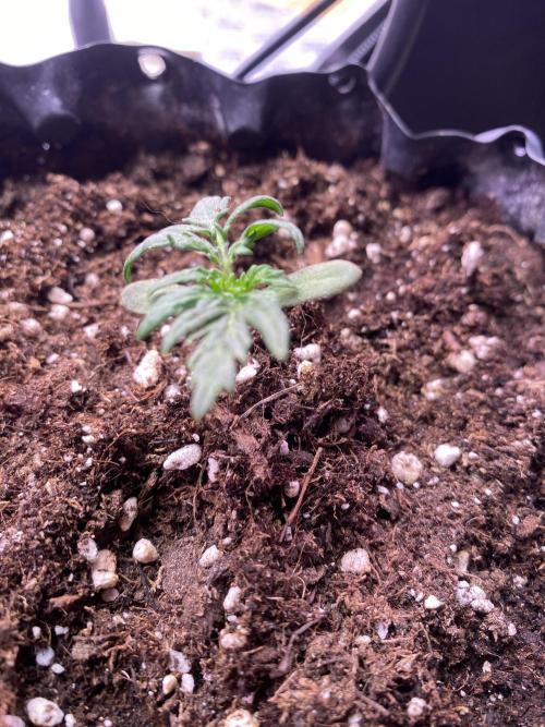 Frostys Freak goes Purple. Week 2