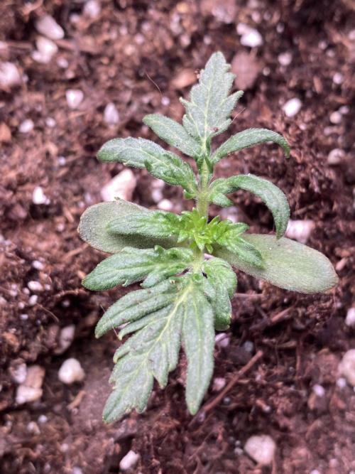 Frostys Freak goes Purple. Week 2