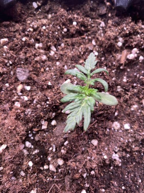 Frostys Freak goes Purple. Week 2