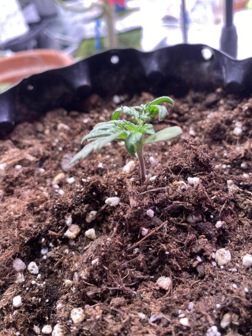 Frostys Freak goes Purple. Week 2