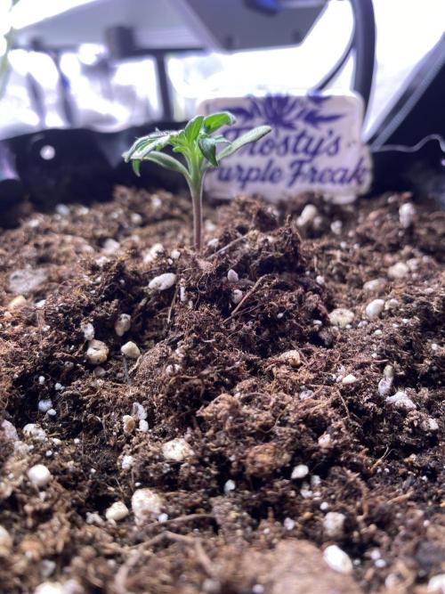 Frostys Freak goes Purple. Week 2