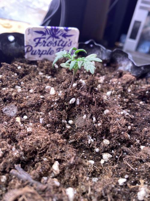 Frostys Freak goes Purple. Week 2
