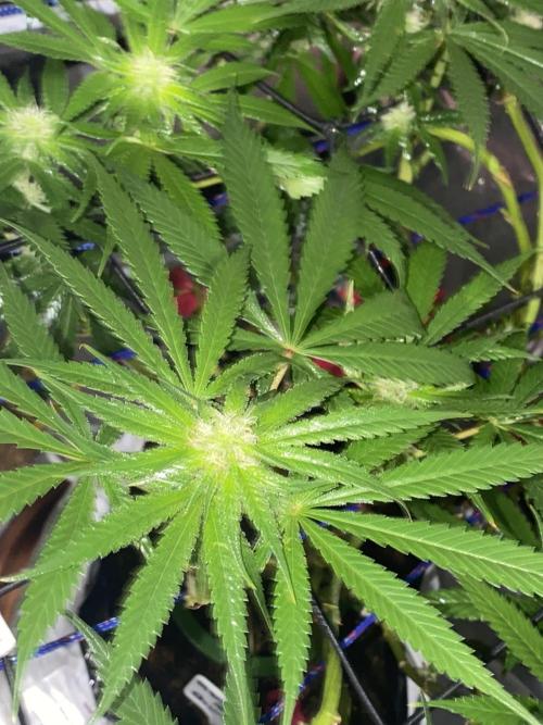 HFCS test run 5. Week 12
