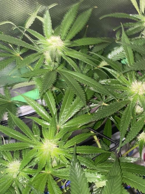 HFCS test run 5. Week 12