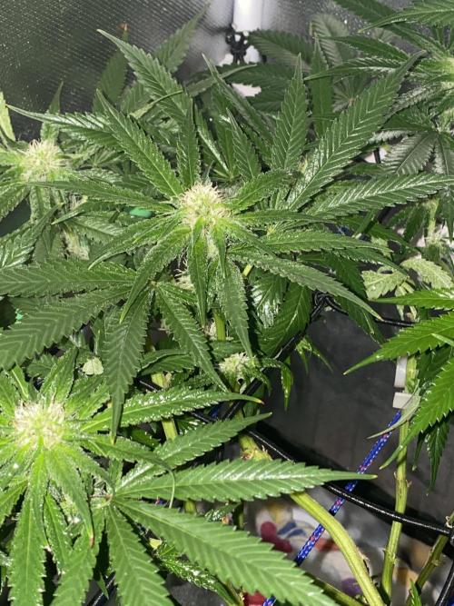 HFCS test run 5. Week 12