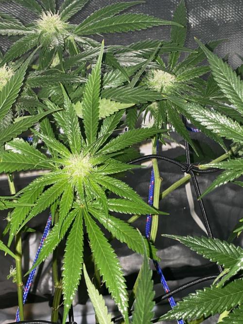 HFCS test run 5. Week 12