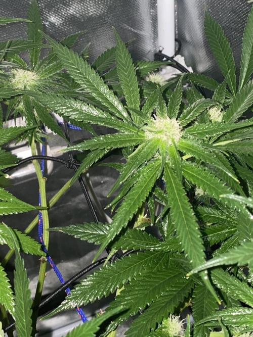 HFCS test run 5. Week 12