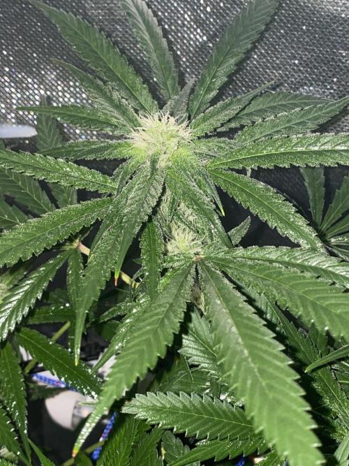 HFCS test run 5. Week 12