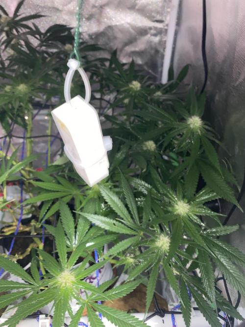 HFCS test run 5. Week 12
