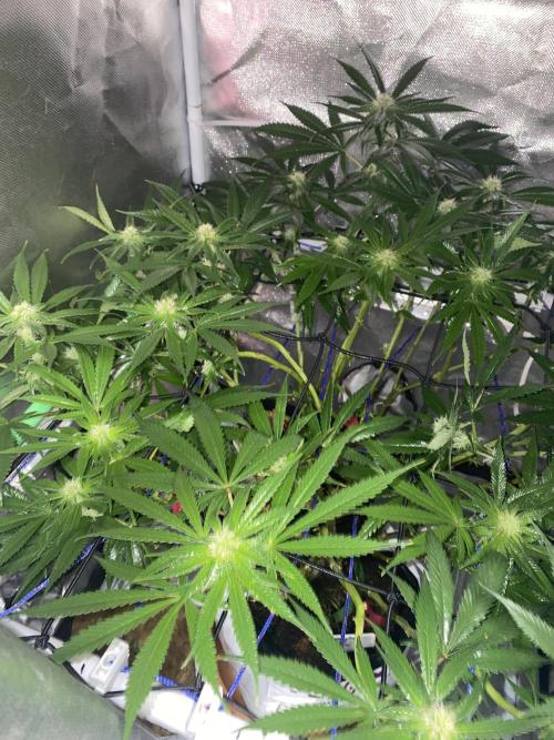 HFCS test run 5. Week 12
