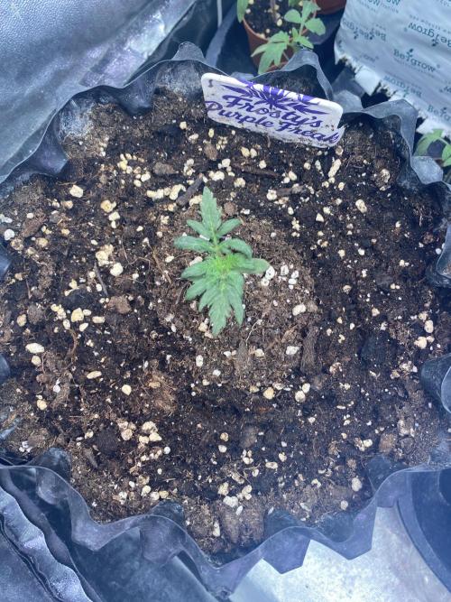 Frostys Freak goes Purple. Week 2