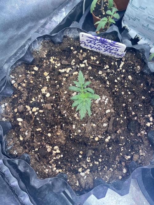 Frostys Freak goes Purple. Week 2