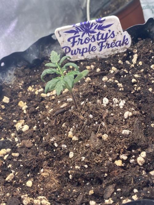 Frostys Freak goes Purple. Week 2