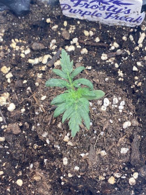 Frostys Freak goes Purple. Week 2
