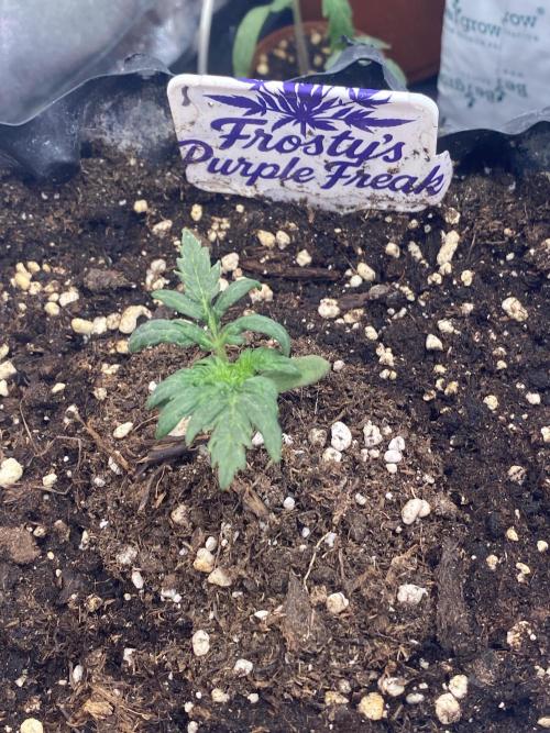 Frostys Freak goes Purple. Week 2