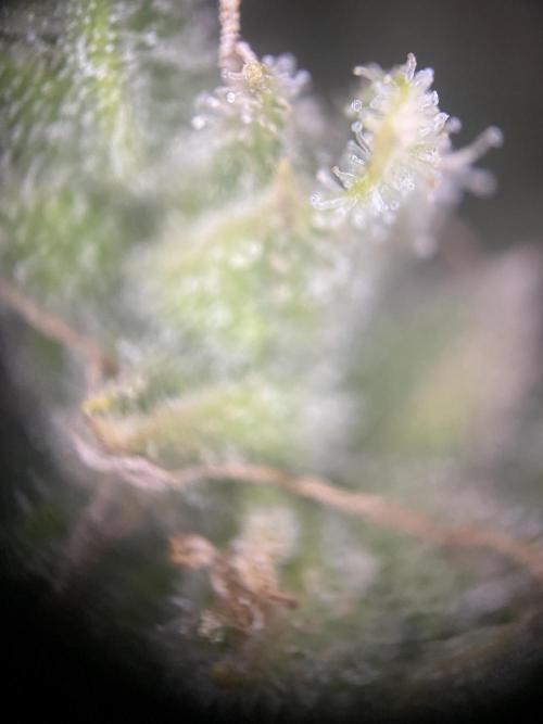 Luke Skywalker?. Week 11