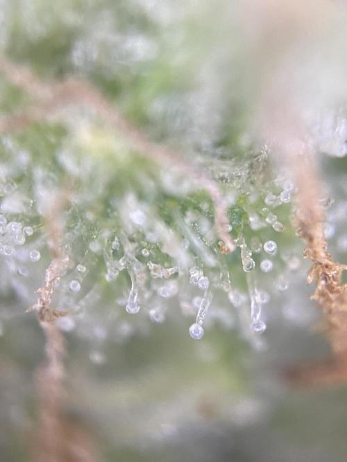 Luke Skywalker?. Week 11