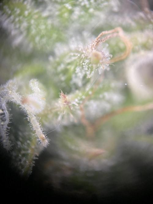 Luke Skywalker?. Week 11