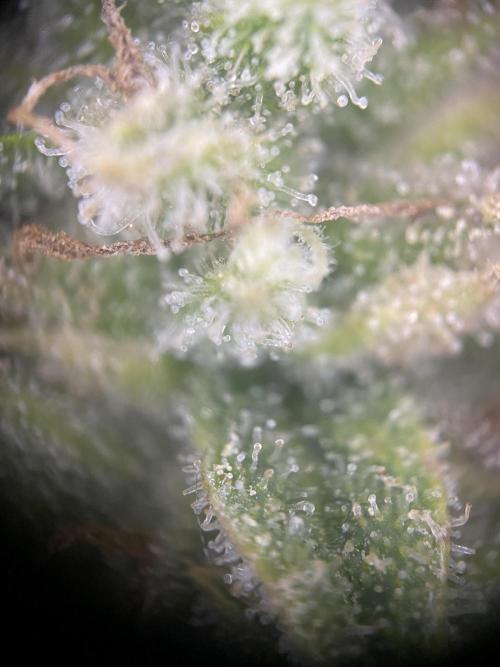 Luke Skywalker?. Week 11