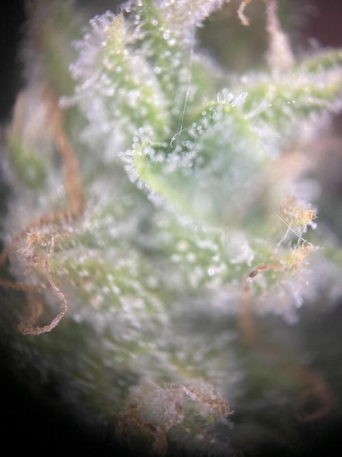 Luke Skywalker?. Week 11