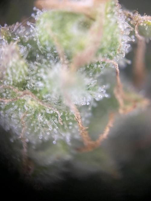 Luke Skywalker?. Week 11