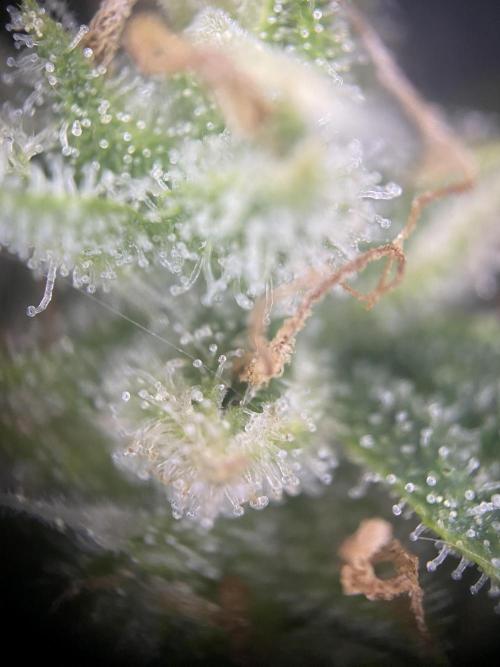Luke Skywalker?. Week 11