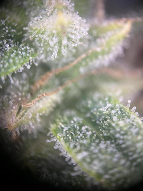 Luke Skywalker?. Week 11