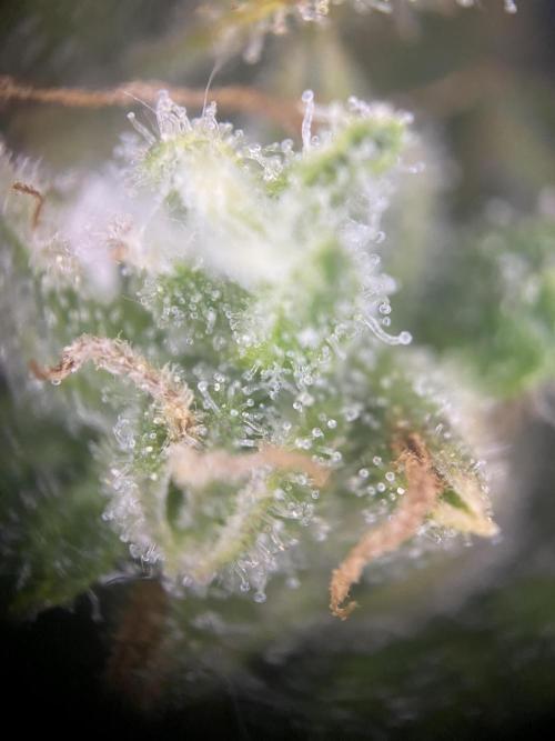 Luke Skywalker?. Week 11