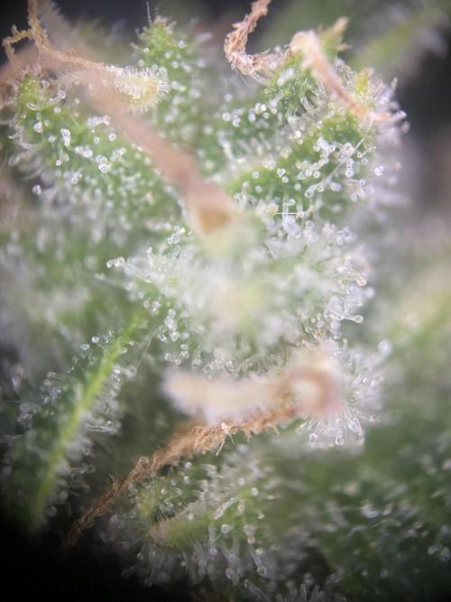 Luke Skywalker?. Week 11