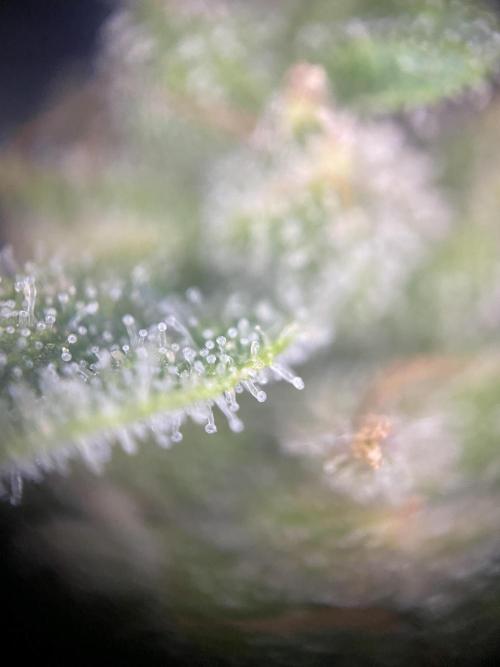 Luke Skywalker?. Week 11