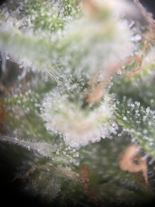 Luke Skywalker?. Week 11