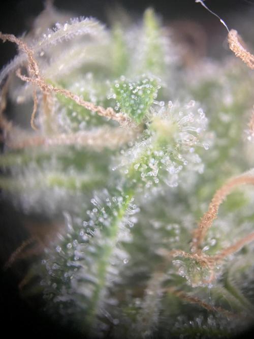 Luke Skywalker?. Week 11