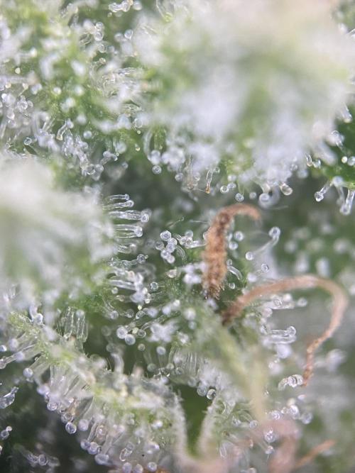 Luke Skywalker?. Week 11