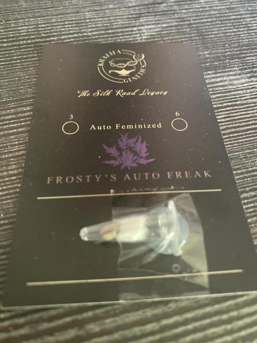 The Sister of Frostys Freak. Week 0